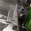 adoptable Cat in , AK named SMOKEY