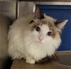 adoptable Cat in anchorage, AK named KESTREL