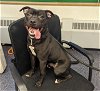 adoptable Dog in anchorage, AK named BLAZE