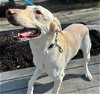 adoptable Dog in anchorage, AK named SADIE