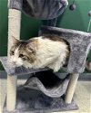 adoptable Cat in , AK named CRESCENT