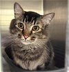 adoptable Cat in anchorage, AK named WINSTON