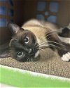 adoptable Cat in , AK named EMILY