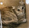 adoptable Cat in anchorage, AK named FERN