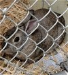 adoptable Rabbit in , AK named JUDY