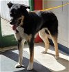 adoptable Dog in anchorage, AK named GINNY