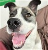 adoptable Dog in anchorage, AK named LEIA