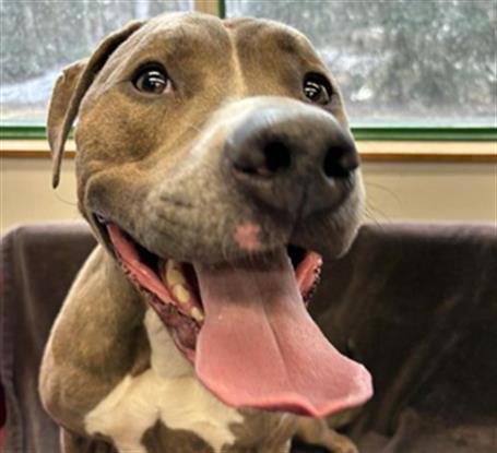 adoptable Dog in Anchorage, AK named BONES