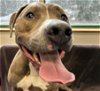 adoptable Dog in anchorage, AK named BONES