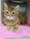 adoptable Cat in , AK named JUDE