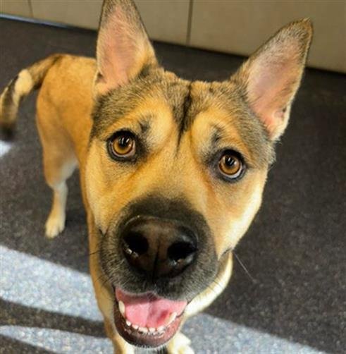 adoptable Dog in Anchorage, AK named COCO