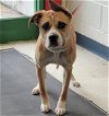 adoptable Dog in , AK named MITTENS