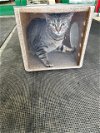 adoptable Cat in , AK named MEADOW