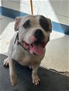 adoptable Dog in anchorage, AK named KRATOS