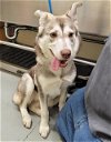 adoptable Dog in anchorage, AK named BETSY