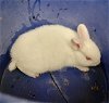adoptable Rabbit in , AK named Q TIP