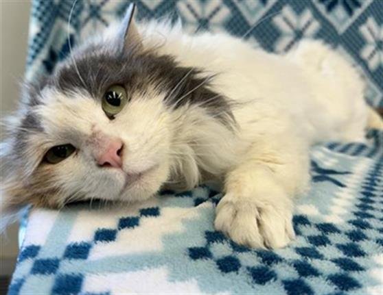 adoptable Cat in Anchorage, AK named JUNE