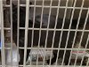 adoptable Cat in anchorage, AK named INGRID