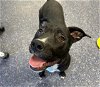 adoptable Dog in anchorage, AK named SPARKY