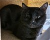 adoptable Cat in anchorage, AK named SEBASTIAN