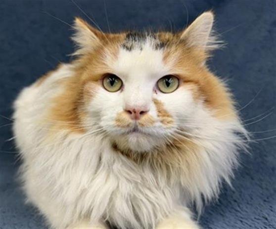 adoptable Cat in Anchorage, AK named SNOW WHITE