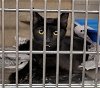 adoptable Cat in anchorage, AK named POLLY