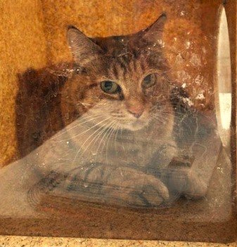 adoptable Cat in Anchorage, AK named MATILDA
