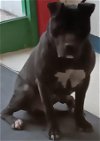 adoptable Dog in anchorage, AK named NOBLE