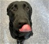 adoptable Dog in anchorage, AK named ENZO