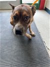 adoptable Dog in anchorage, AK named GENJI