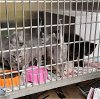 adoptable Cat in anchorage, AK named SHEMP