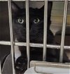 adoptable Cat in , AK named DRIZELLA