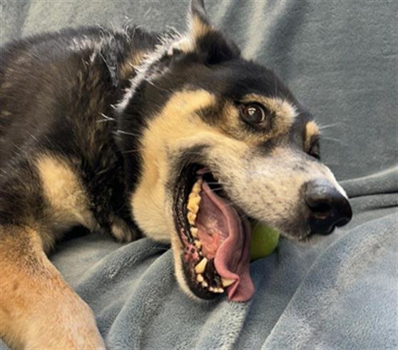 adoptable Dog in Anchorage, AK named SHYANNE
