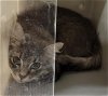adoptable Cat in , AK named ARNOLD
