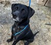 adoptable Dog in anchorage, AK named BERNIE