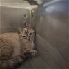adoptable Cat in , AK named EARKLE