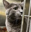 adoptable Cat in anchorage, AK named BILL