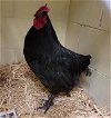 adoptable Chicken in , AK named CLUCK NORRIS