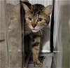adoptable Cat in anchorage, AK named BLIPPI