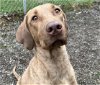 adoptable Dog in anchorage, AK named BABES