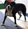 adoptable Dog in , AK named TRIXIE