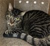 adoptable Cat in anchorage, AK named TROOPER