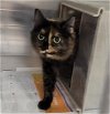 adoptable Cat in anchorage, AK named TORVI