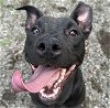adoptable Dog in anchorage, AK named XENA