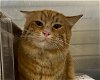 adoptable Cat in anchorage, AK named WALDO