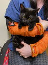 adoptable Cat in Anchorage, AK named HESTER