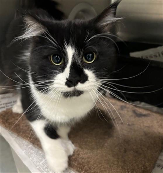 adoptable Cat in Anchorage, AK named KODA