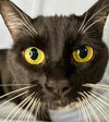 adoptable Cat in Anchorage, AK named TICKLE