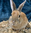 adoptable Rabbit in , AK named CIDER