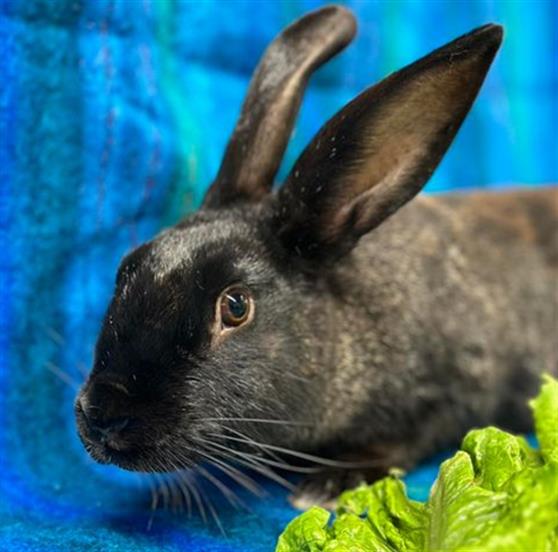 adoptable Rabbit in Anchorage, AK named HARVEST